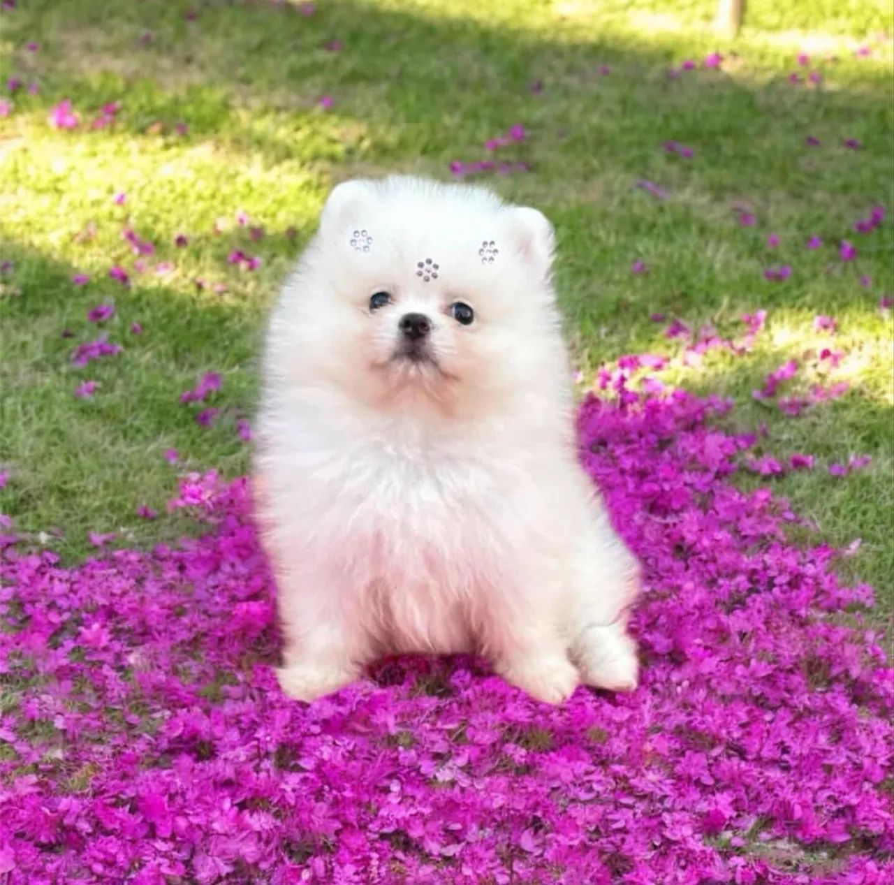 Spitz Alemão Anão - Foto 3