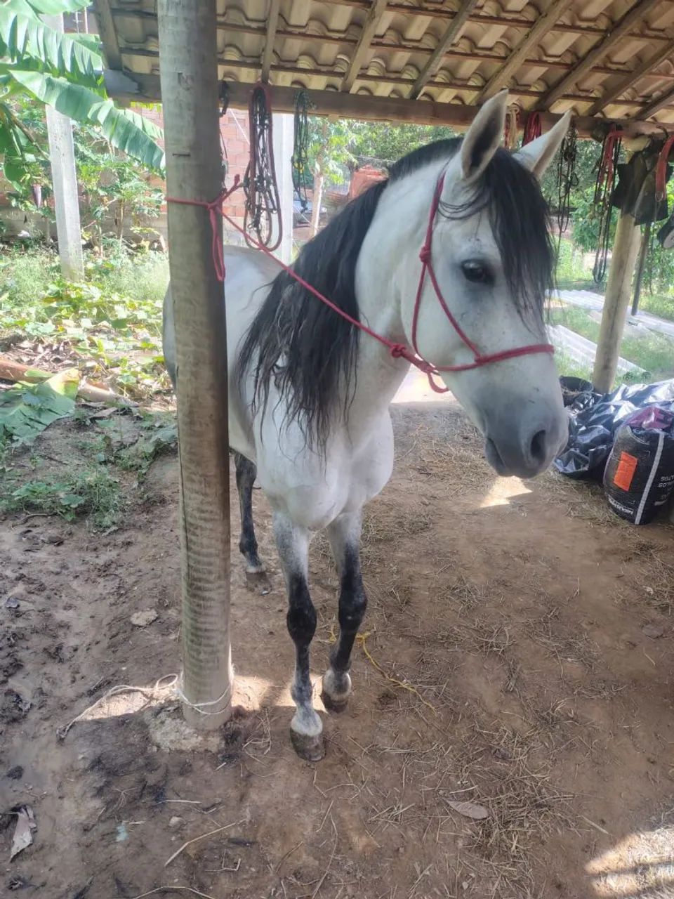 Cavalo mangalarga  - Foto 3