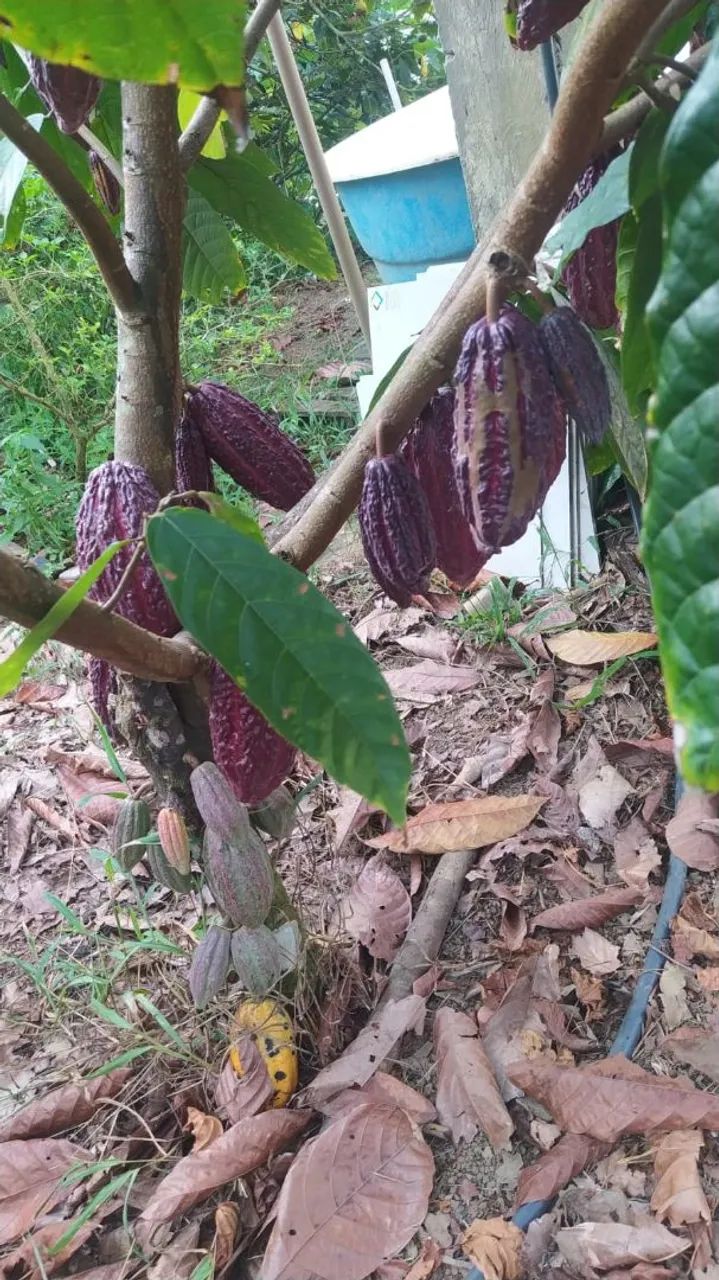 Vendo excelente chácara  - Foto 3