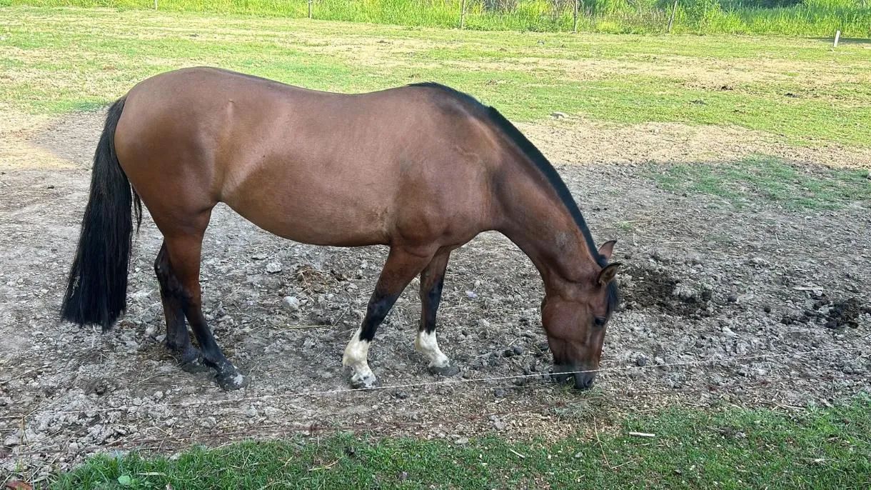 Égua Crioula Gateada
