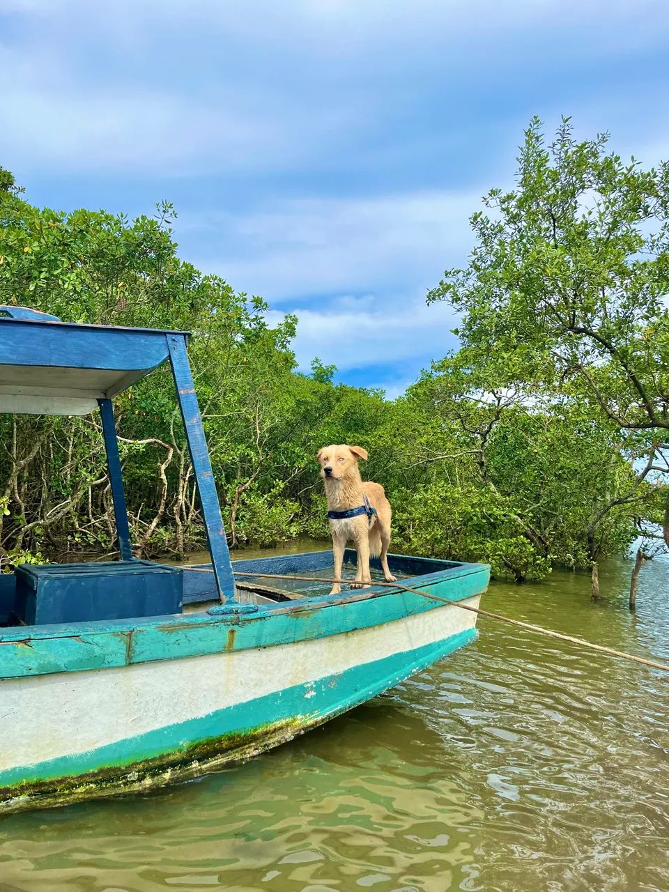 DOAÇÃO DE CACHORRO - Foto 4
