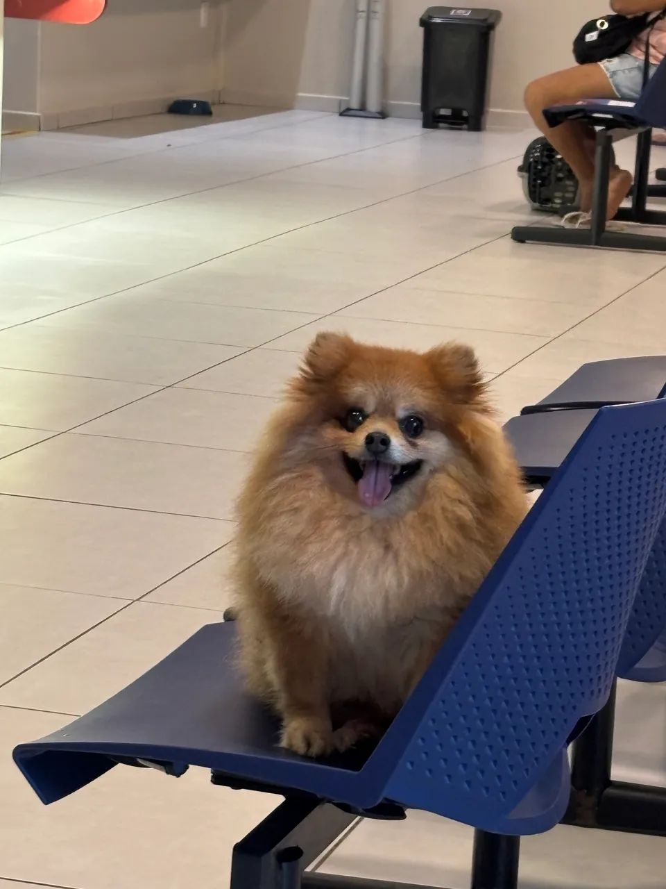 Cachorro - Foto 4