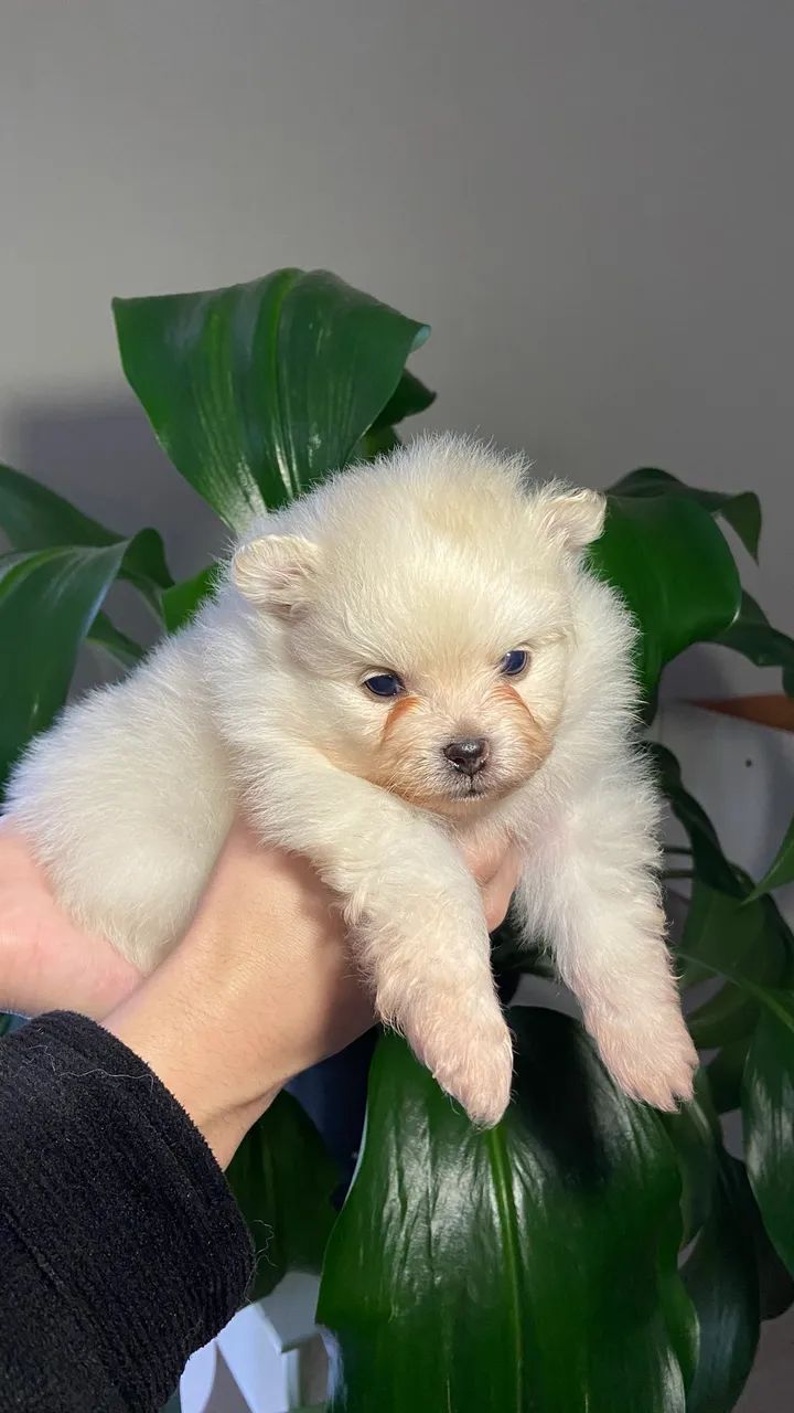 Lulu da pumerânea, spitz alemão  - Foto 3