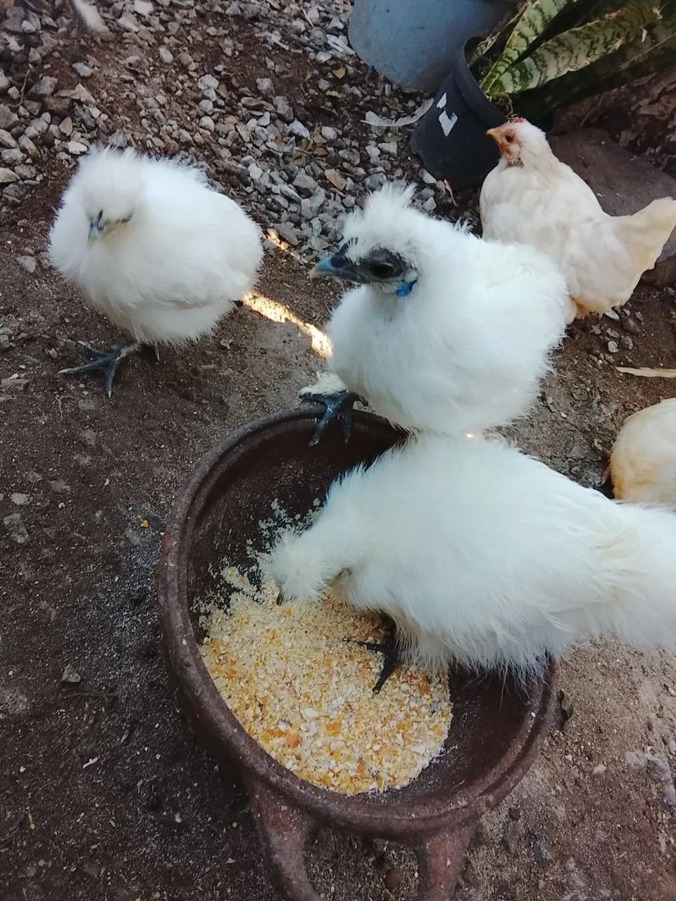 Pintinhos
