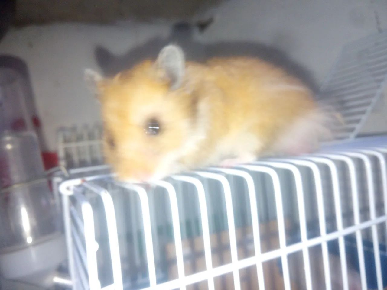 Hamster sírio  - Foto 4