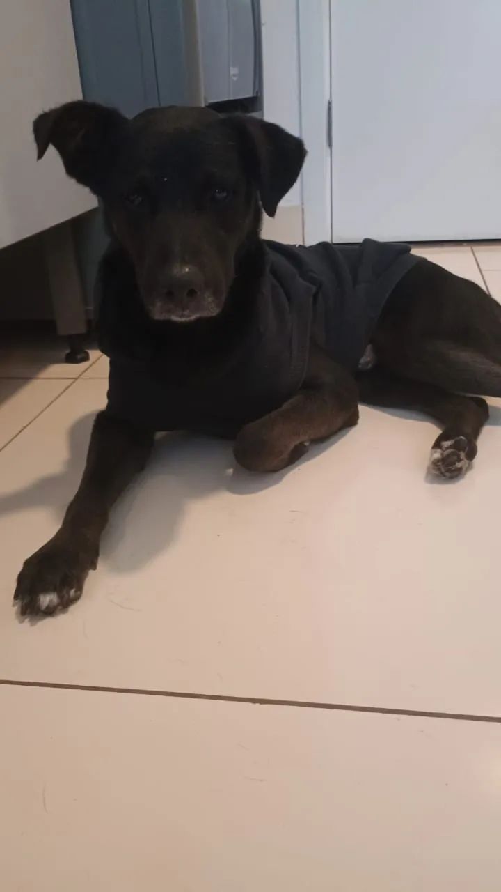 Doação Doguinho Dócil   - Foto 2