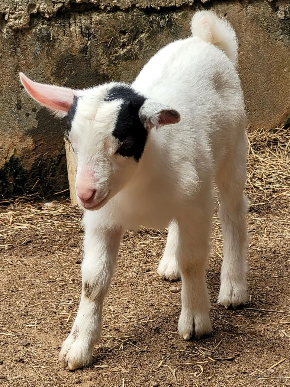 Mini cabras - Foto 5