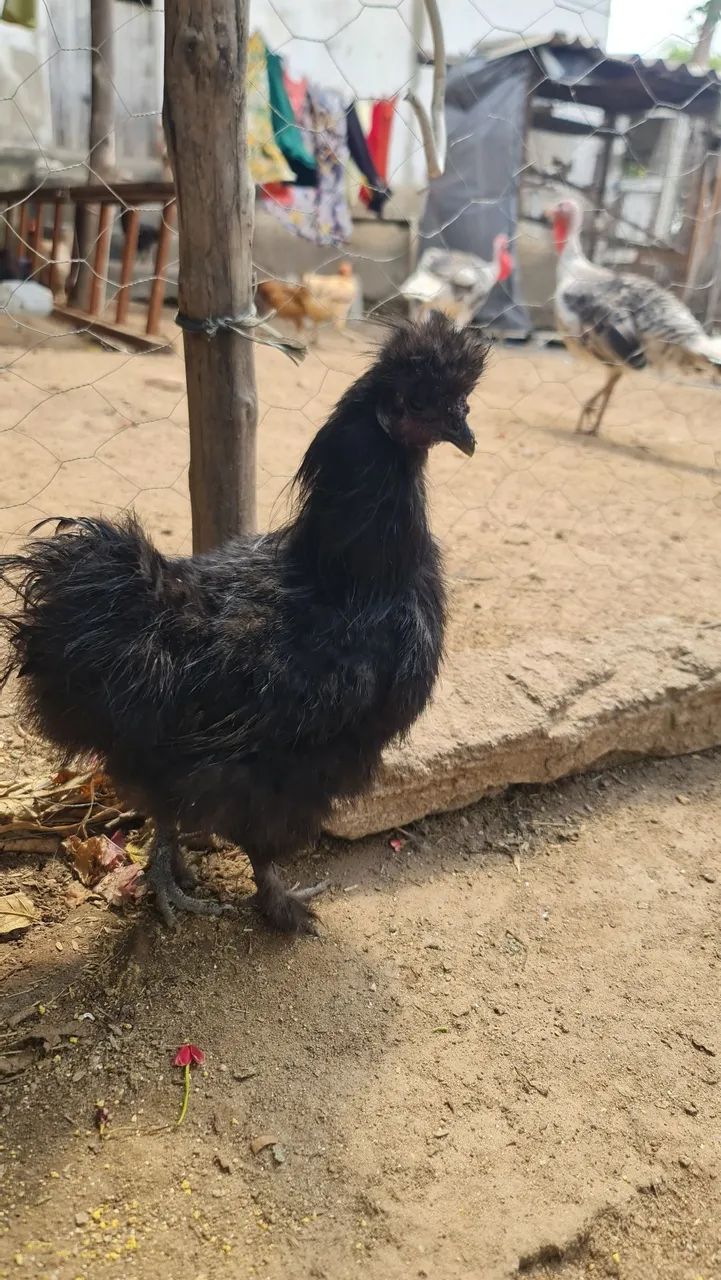 Sedosa do Japão  - Foto 2