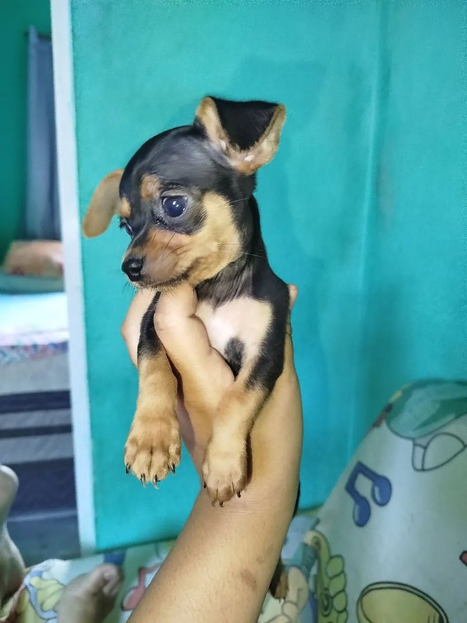 Pinscher 