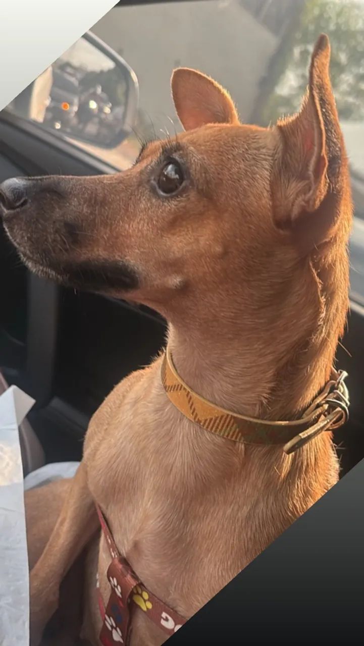 Adoção responsável  - Foto 4