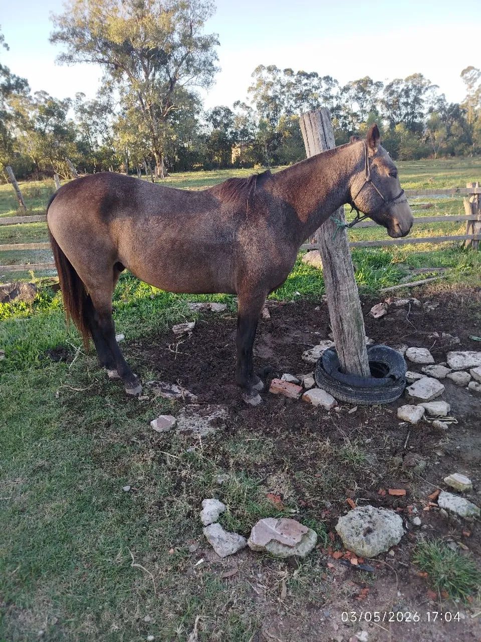 Cavalo domado manso de montaria whats * - Foto 3