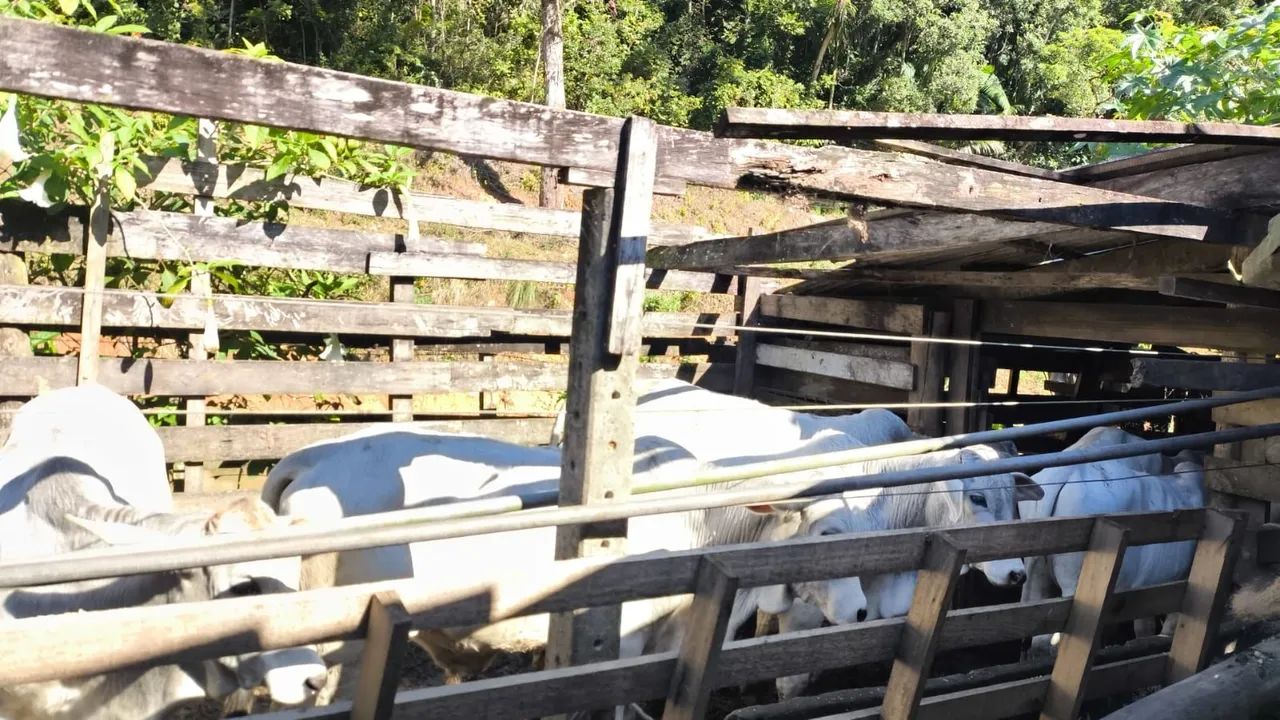 Bezerros e Novilhos - Foto 4