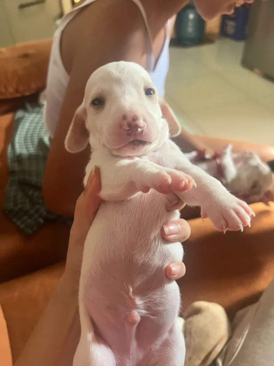 Dachshund - Foto 2
