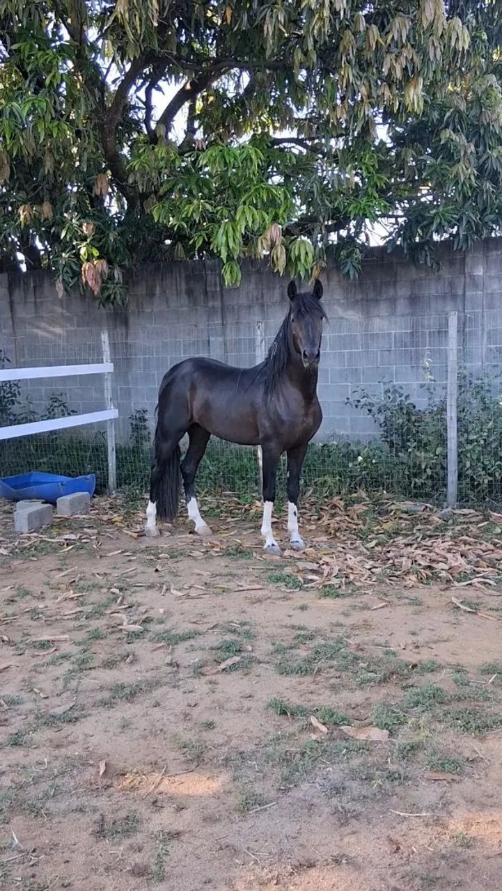 Vendo potro preto pampa calçado nas 4 patas registrado.