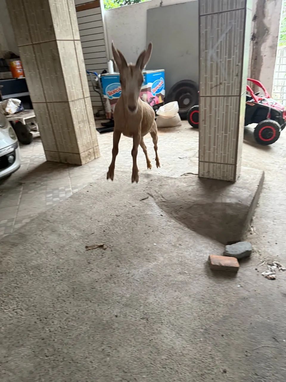 Cabra 
