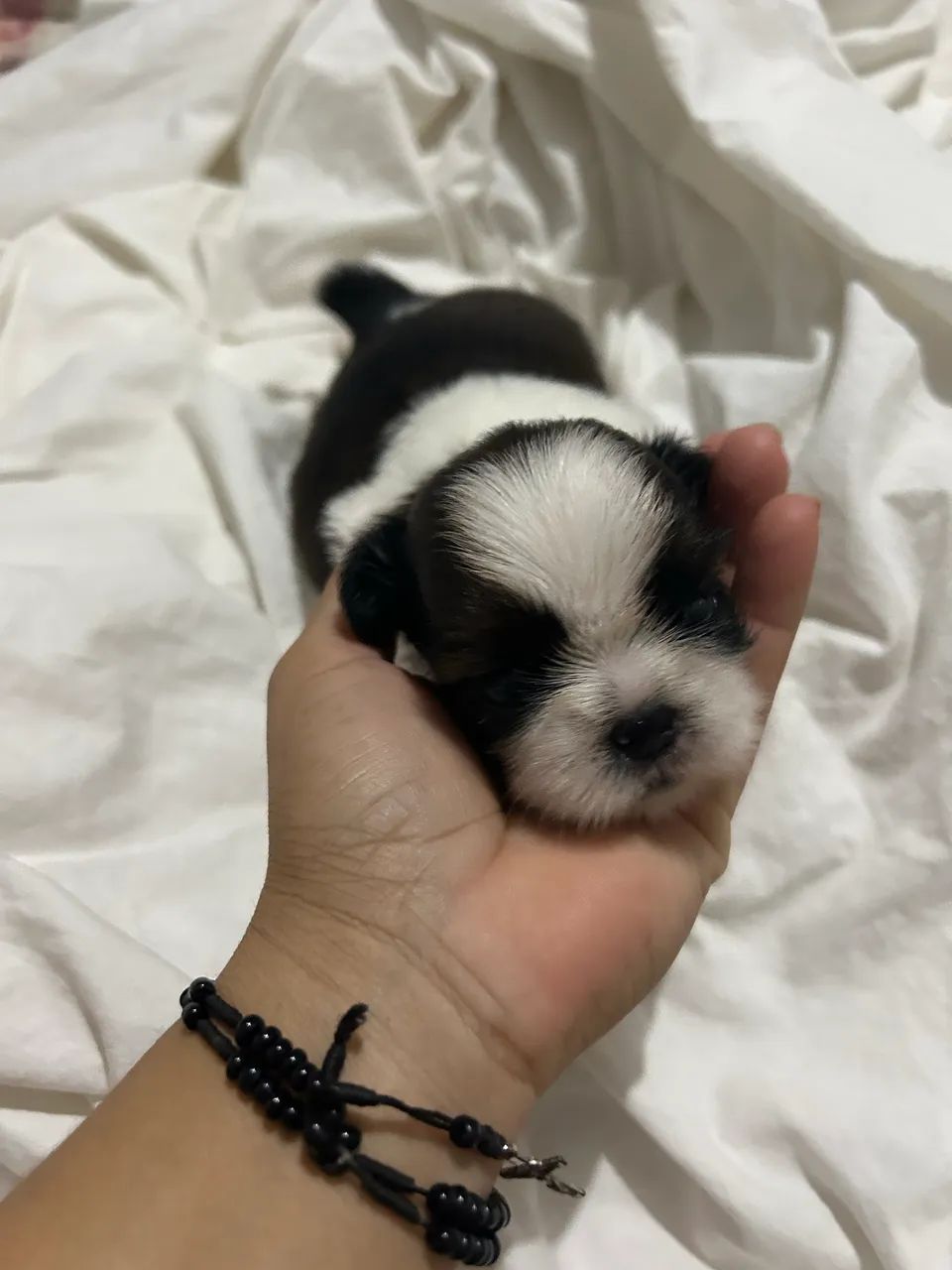 Shih tzu macho  - Foto 2