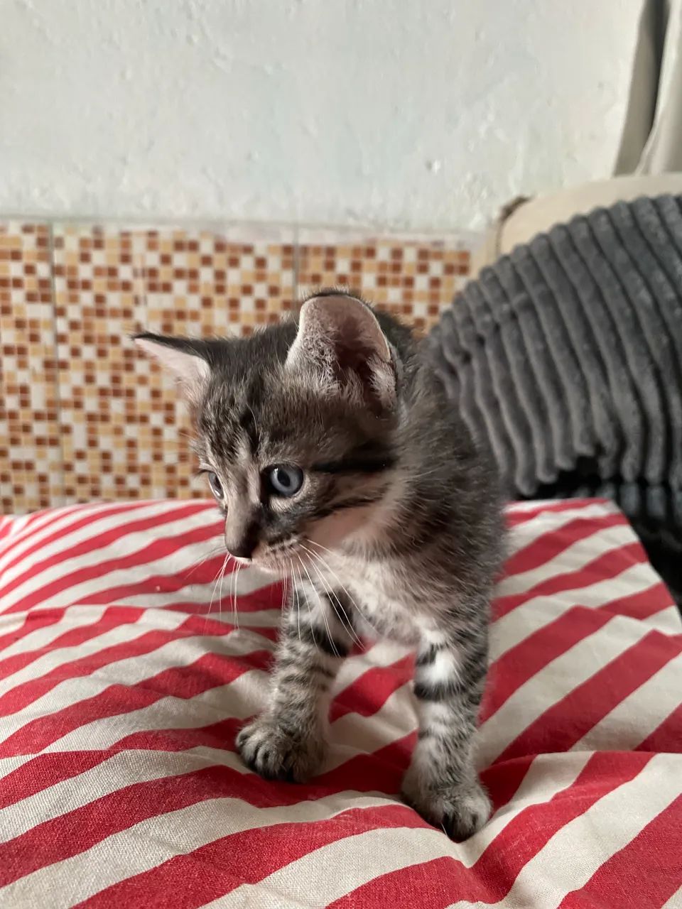 Gato  - Foto 3