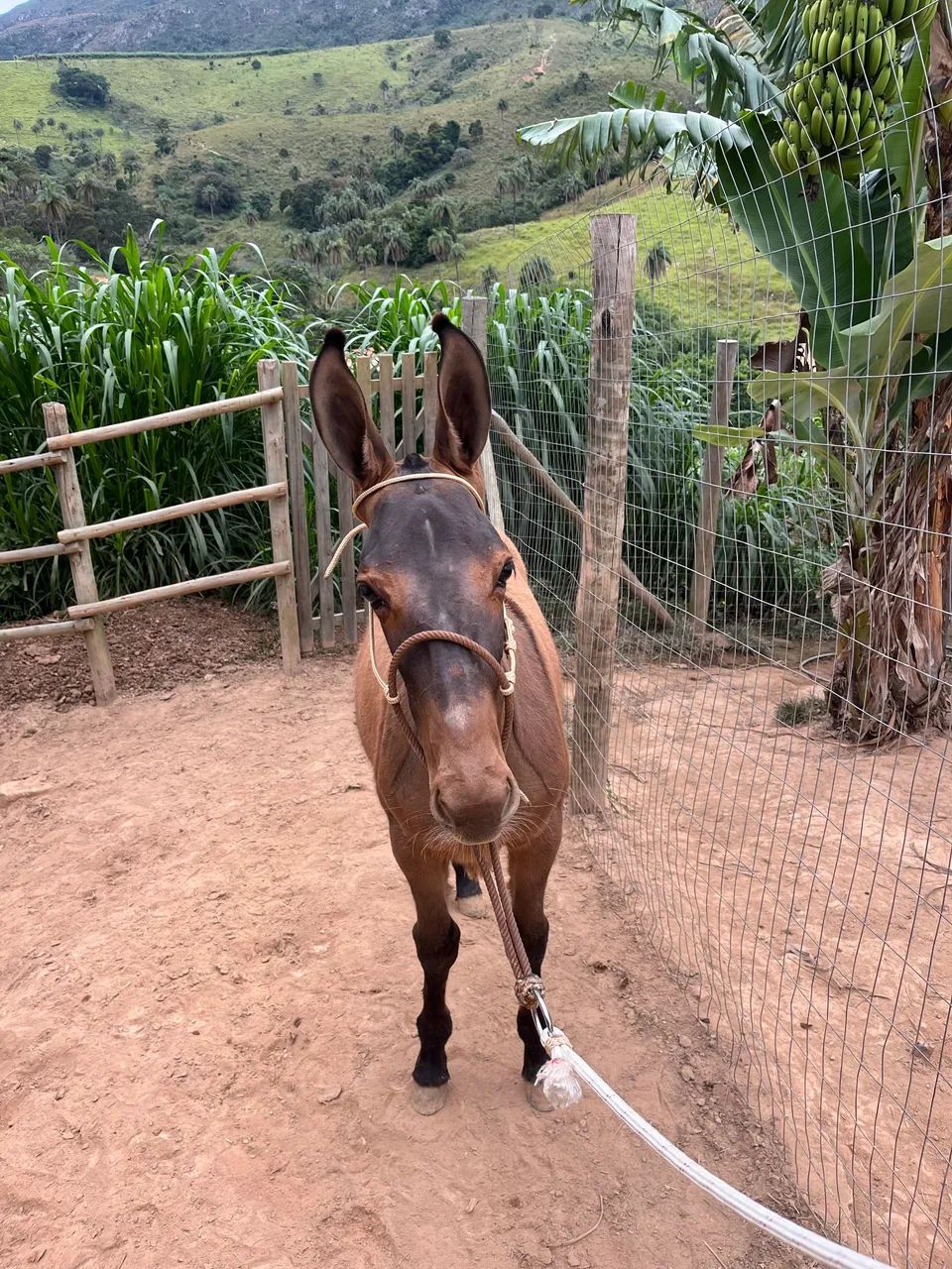 Burro vai faser 5 meses de idade lindo de morfologia extra de sela  - Foto 4