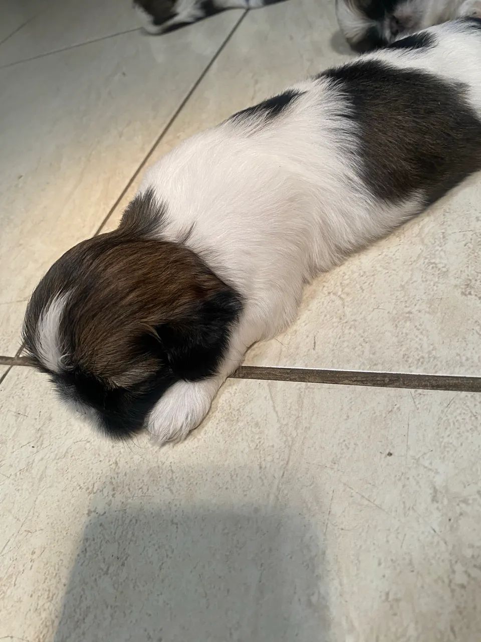 Shihtzu macho procurando uma namorada!  - Foto 3