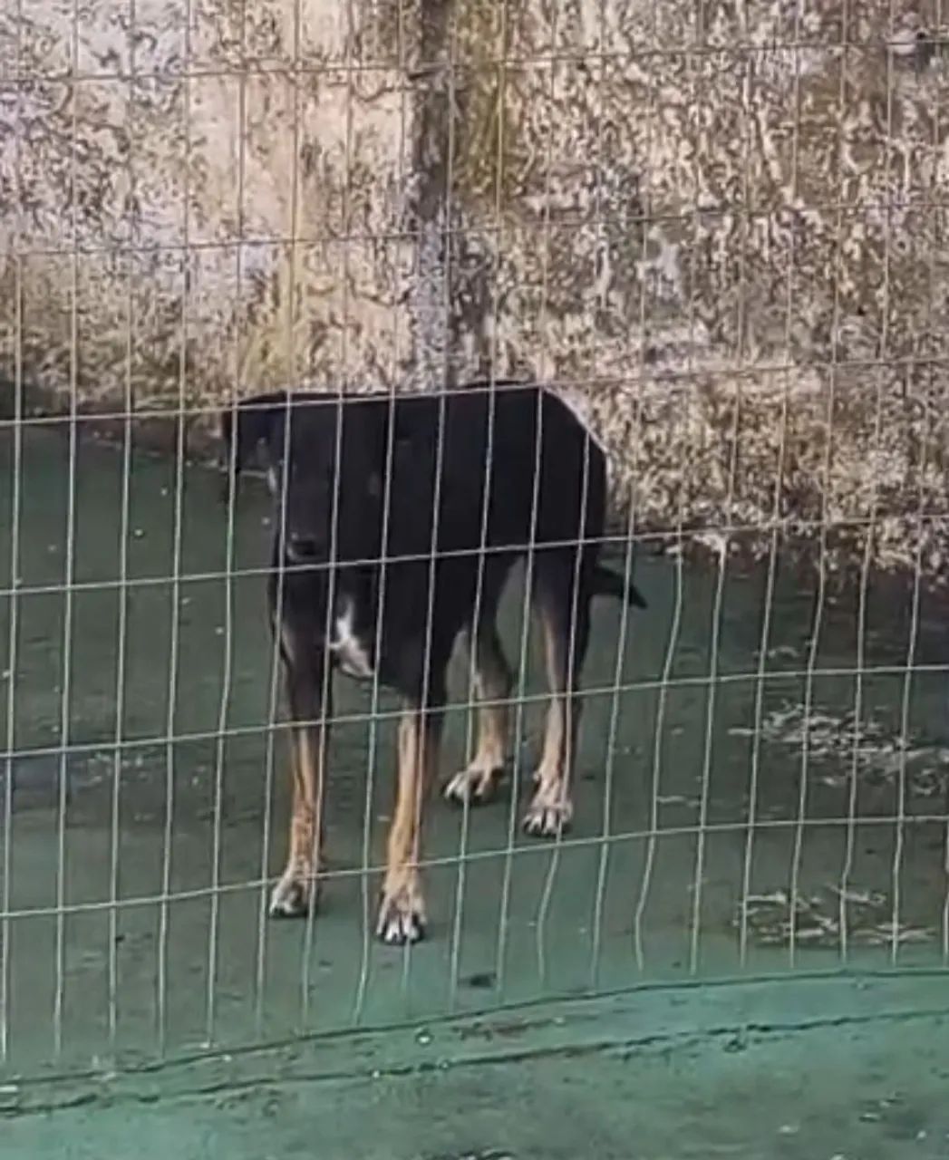 Cachorrinha castrada e vacinada para adoção responsável  - Foto 3