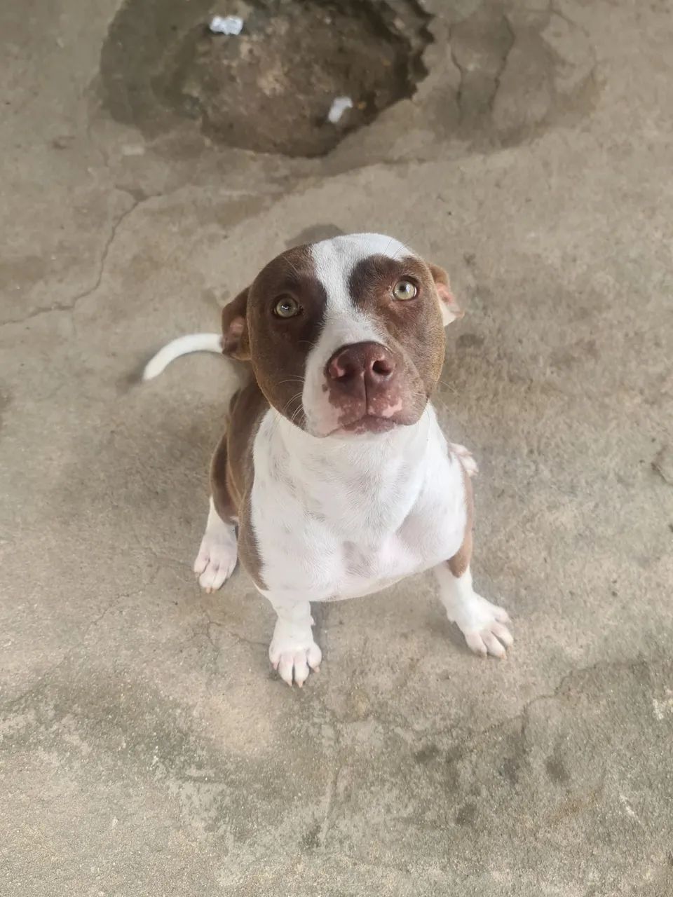 Pitbull pura  - Foto 2