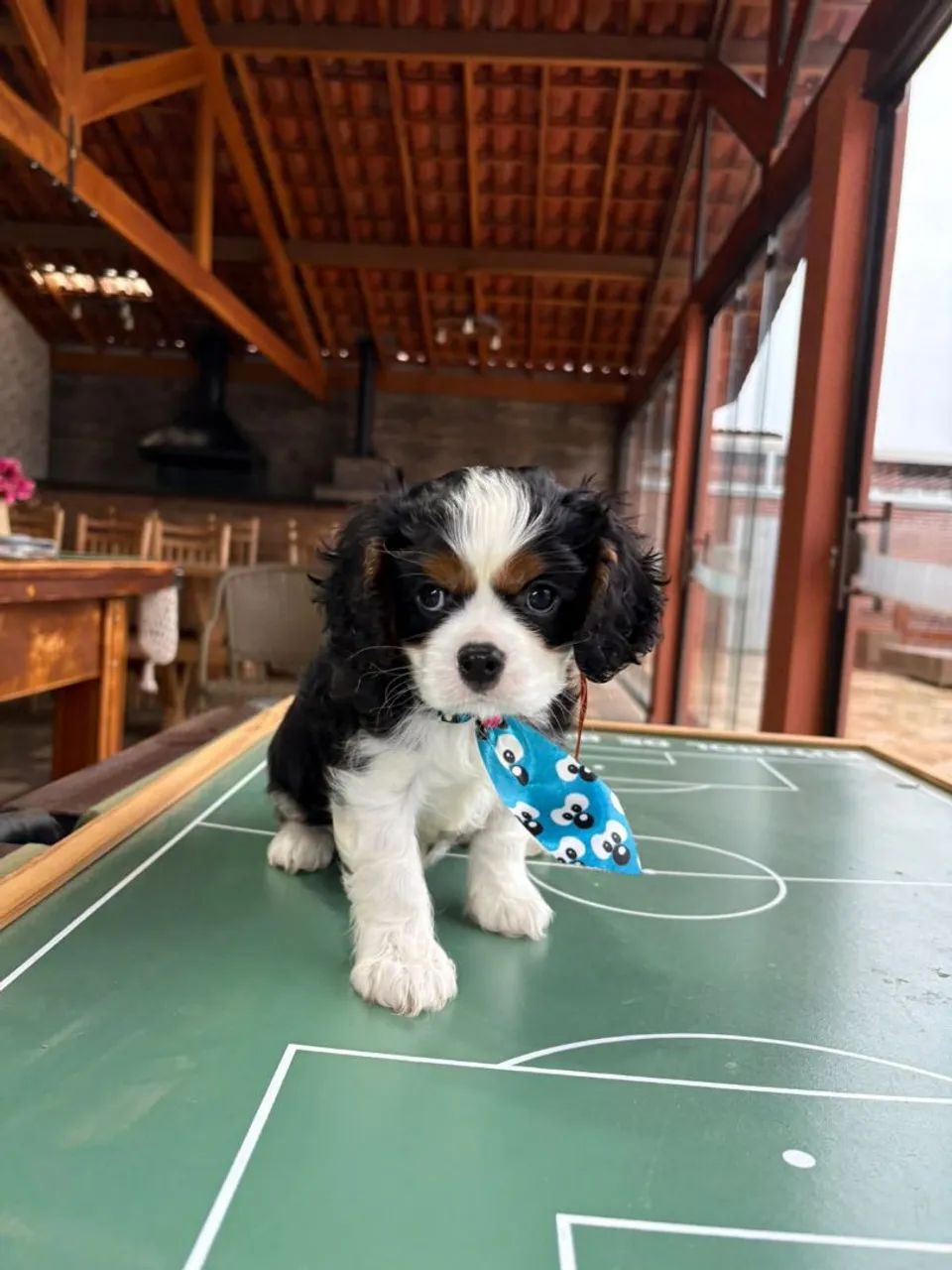 ? CAVALIER KING CHARLES À VENDA ? - Foto 3