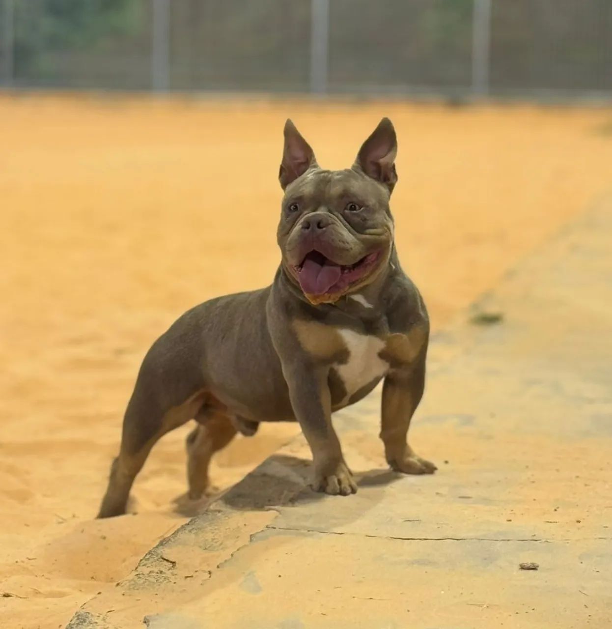 American Bully  - Foto 3