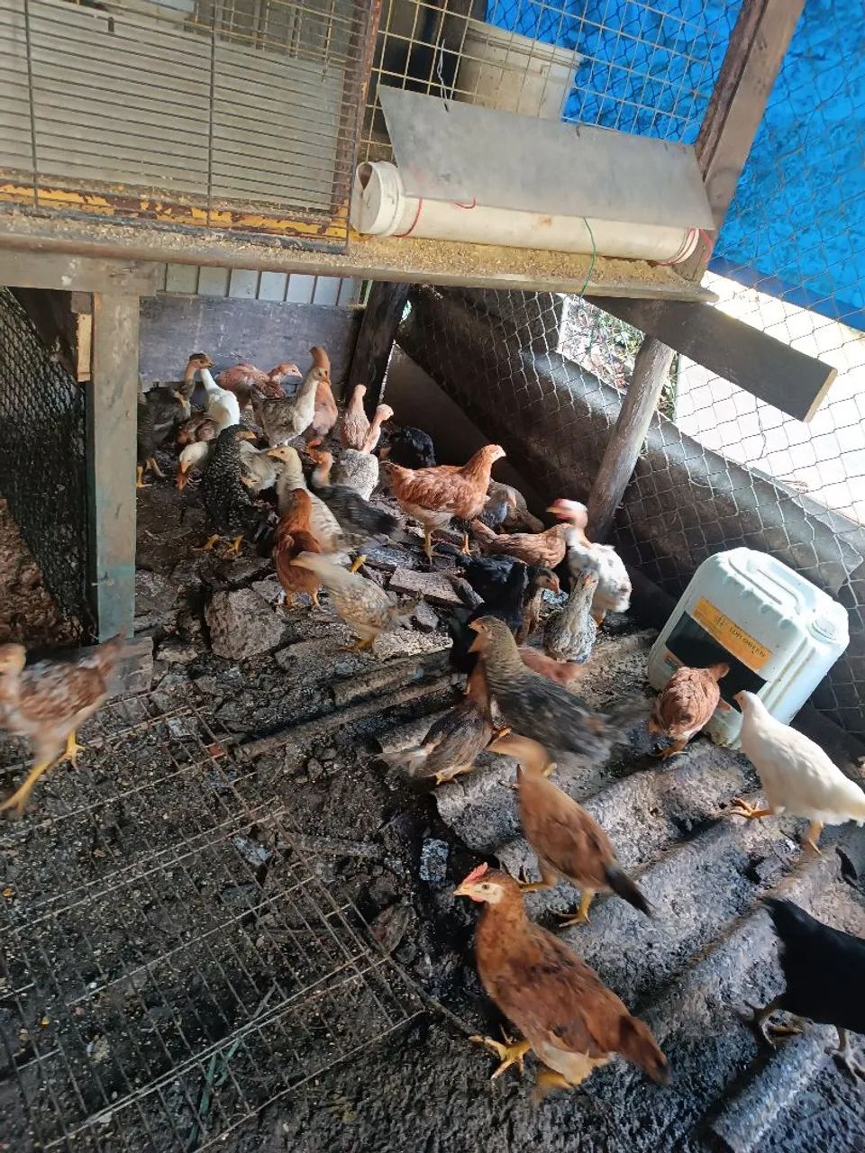 Frango(a)  caipira  - Foto 3