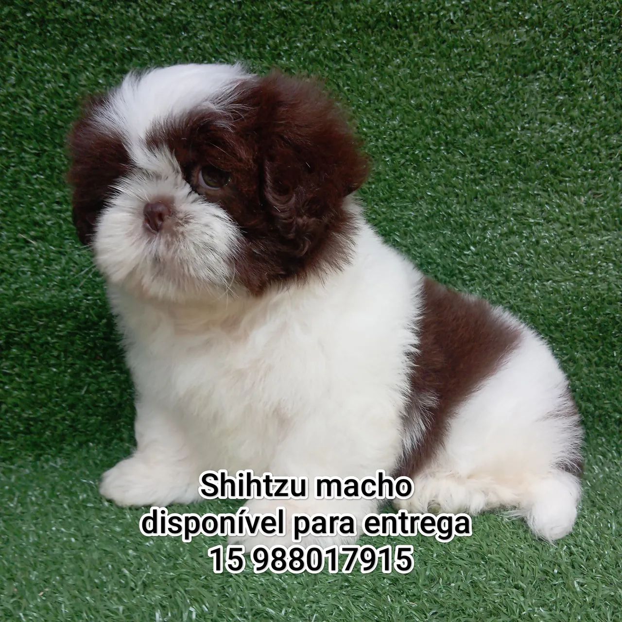 Shihtzu macho - Foto 2