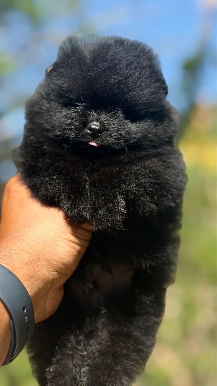 SPITZ ALEMÃO MACHINHO  - Foto 4