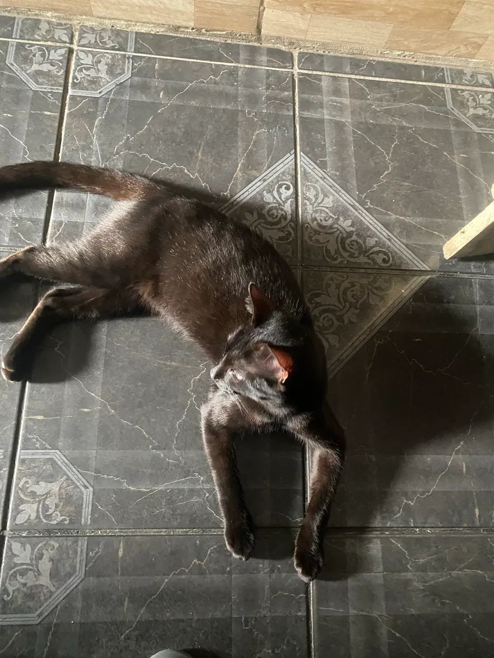 Doação de gato 