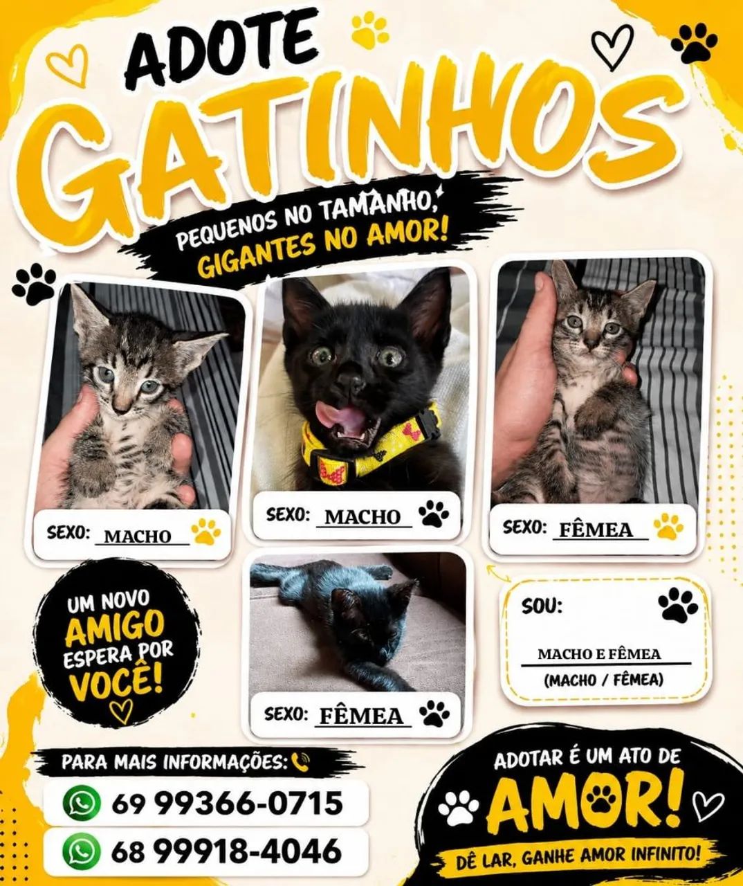 GATINHOS PARA ADOÇÃO 