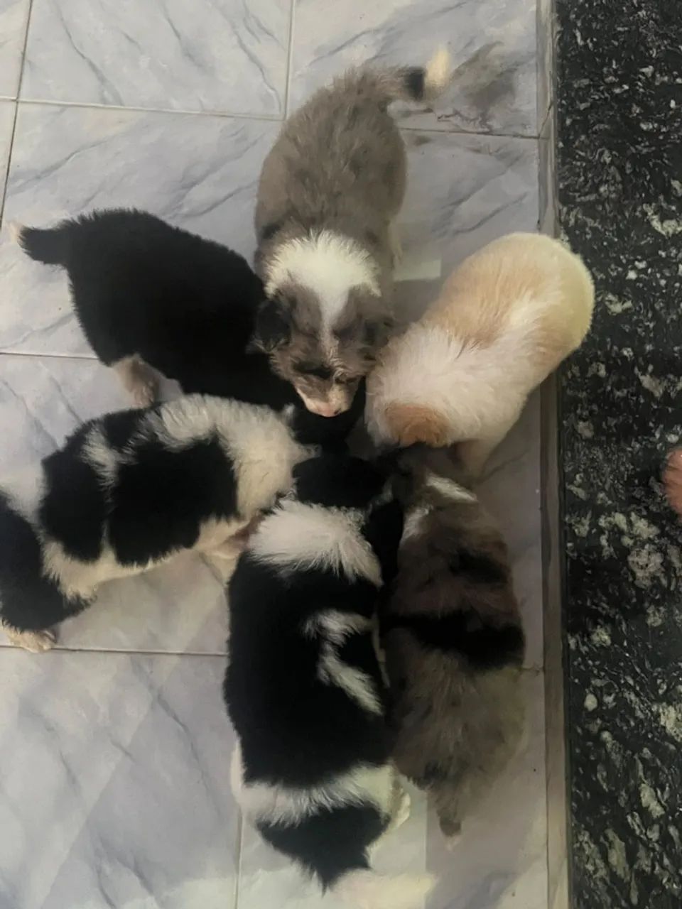 FILHOTES BORDER COLLIE - Foto 4