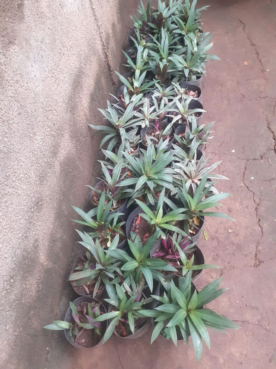 Planta e jardim 