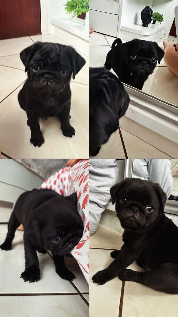 Filhote de Pug ,pronto para entrega 
