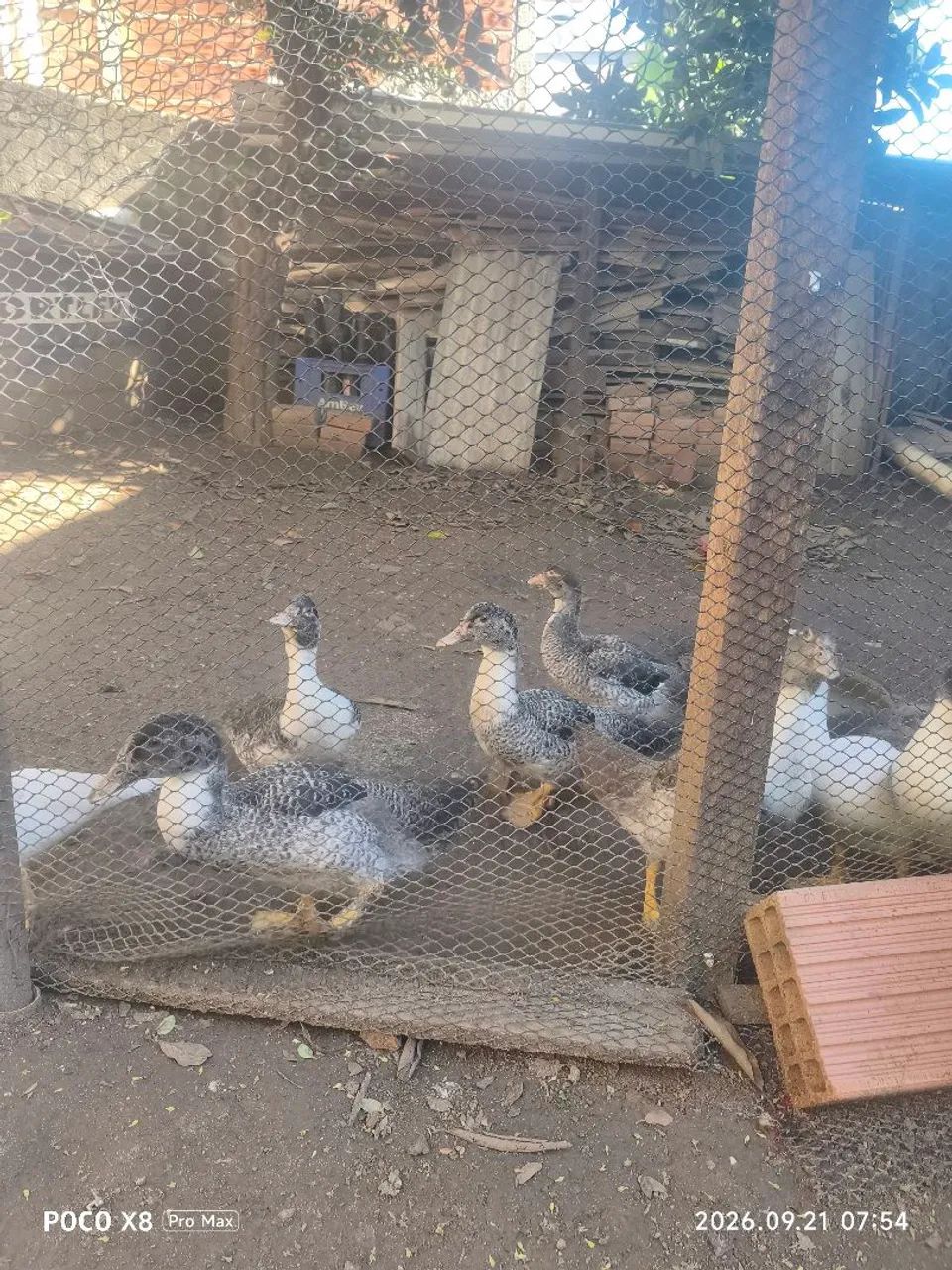 Patos variados machos e fêmeas  - Foto 4
