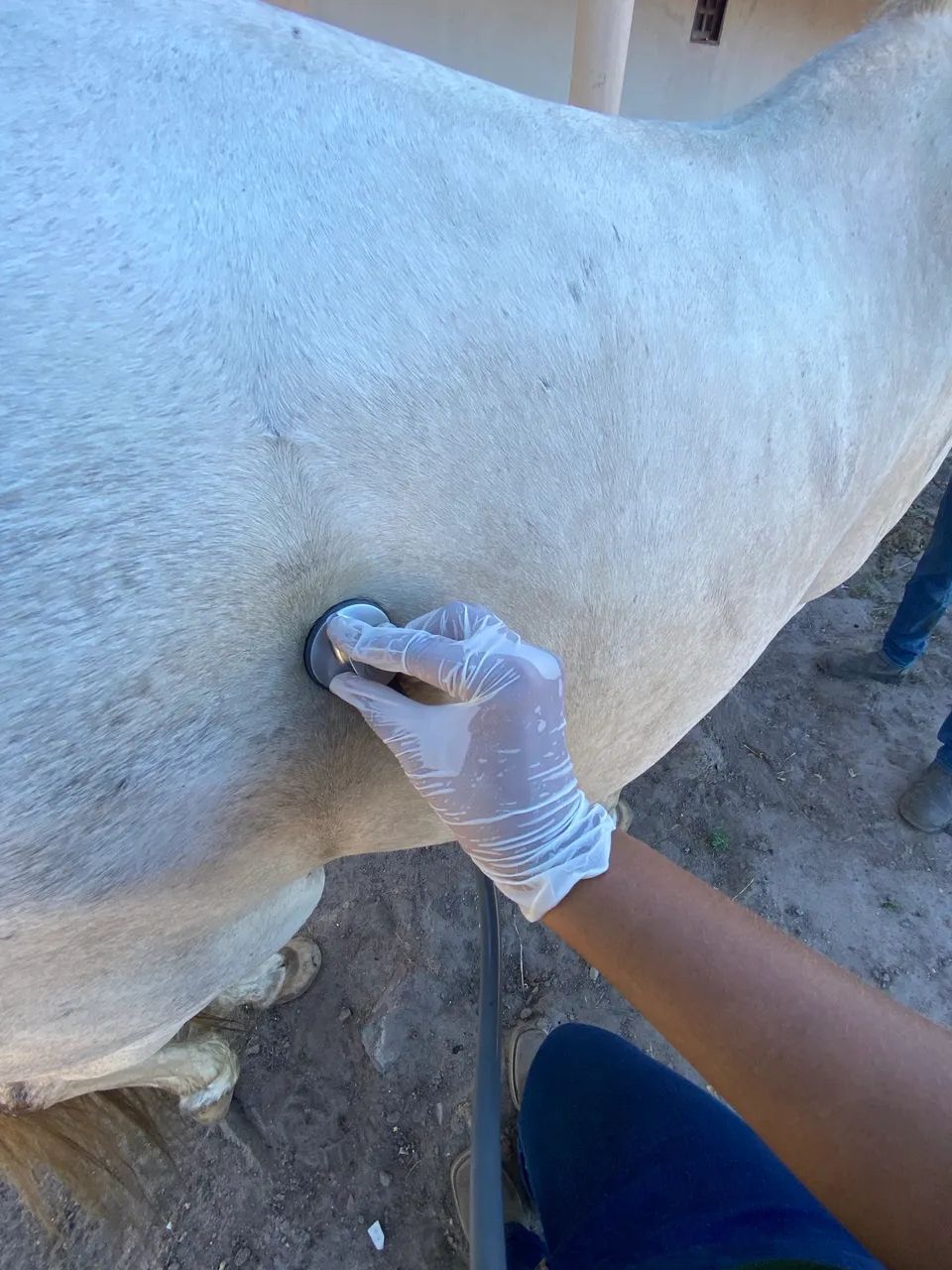 SERVIÇOS VETERINÁRIOS - Foto 2