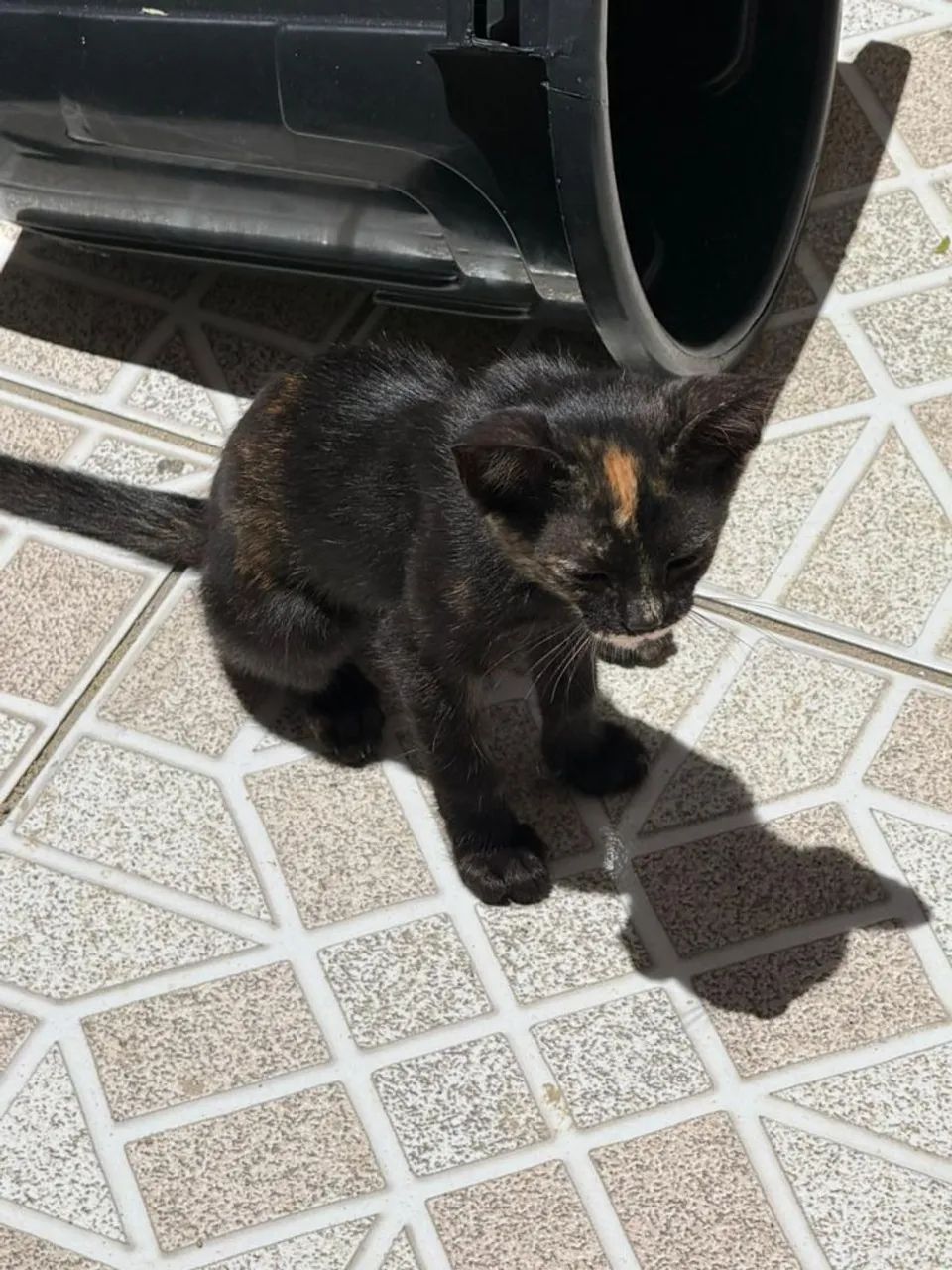 ADOÇÃO RESPONSÁVEL GATINHOS - Foto 2