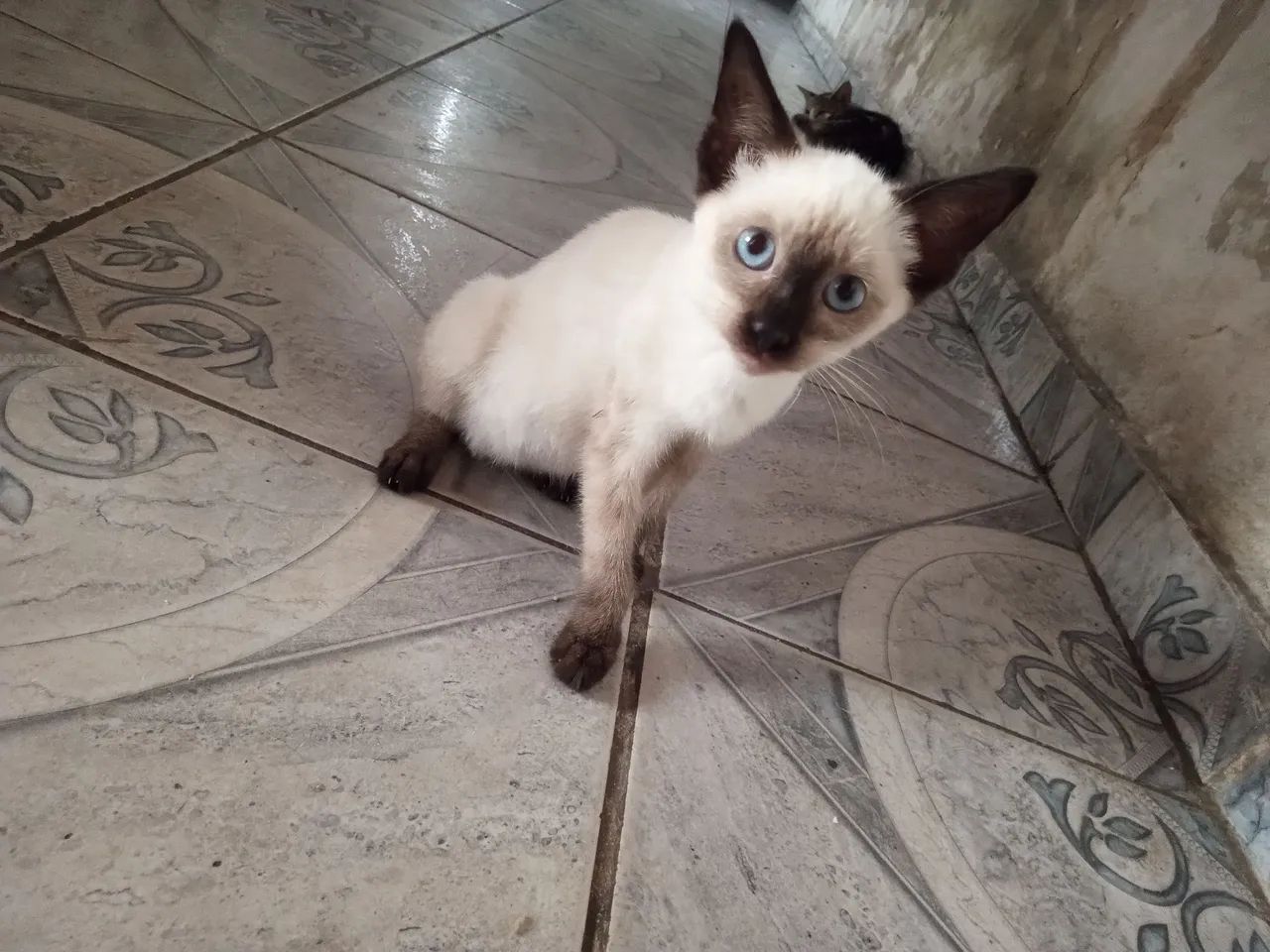 Me ajudem adotar gatinhu aí 