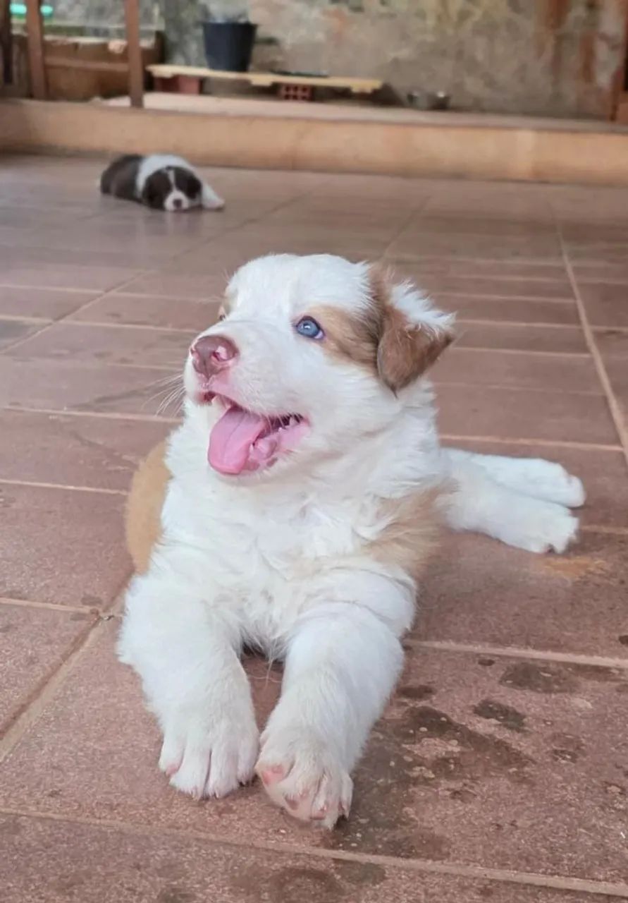 Border collie MACHO  - Foto 2