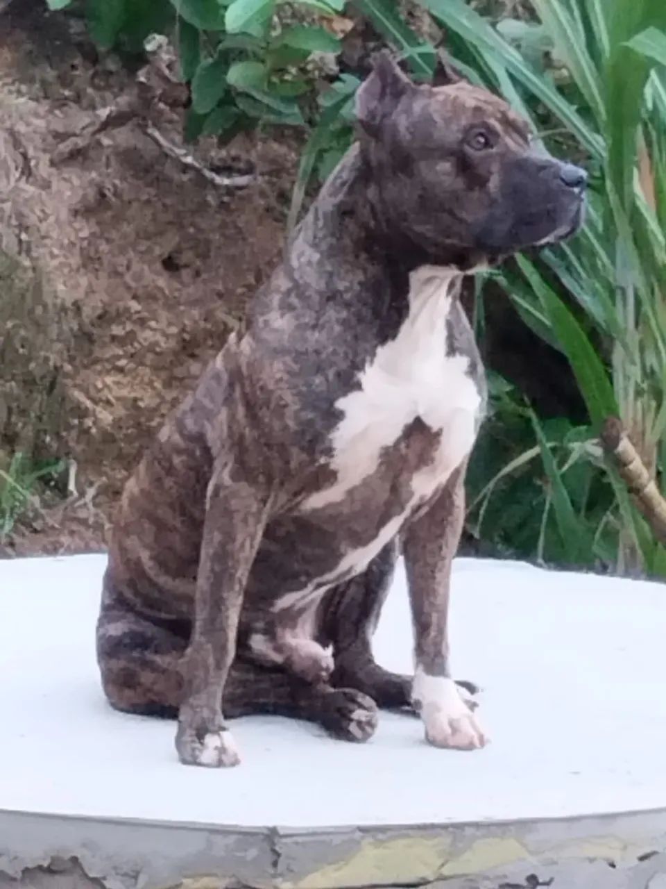 Pitbull  - Foto 2