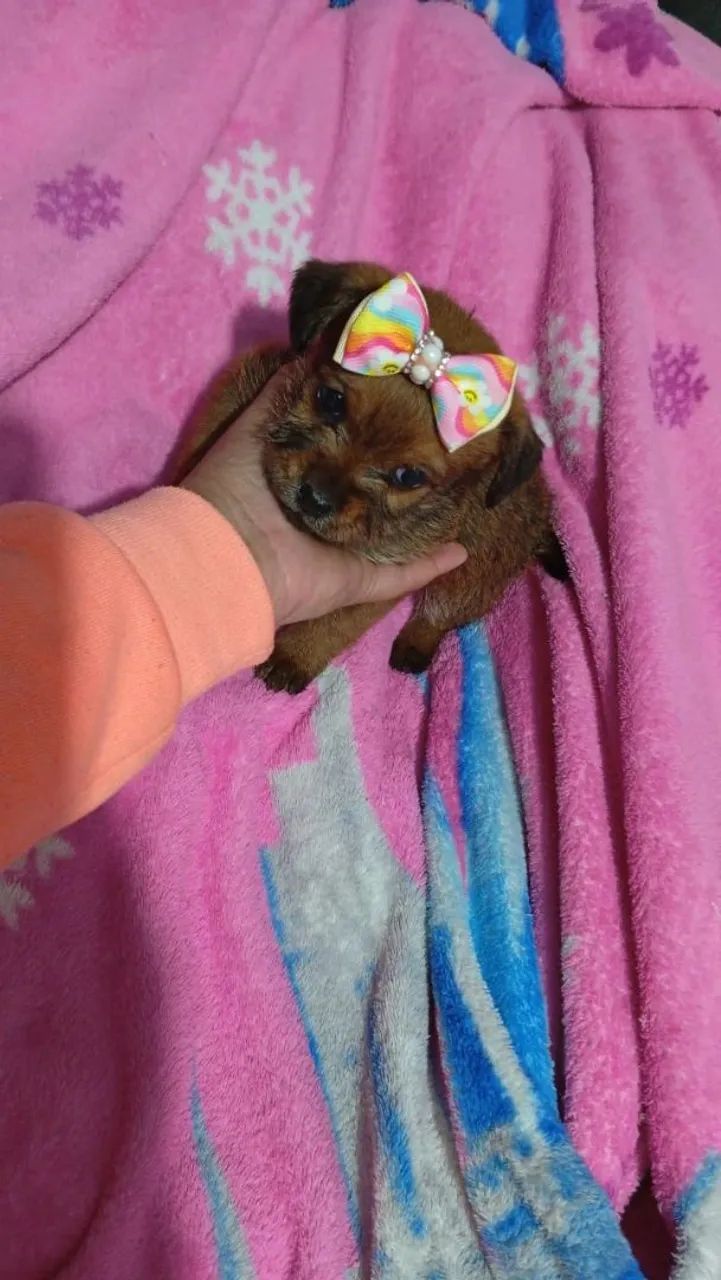 Feminhas mini lindas pequenos com shitzu - Foto 2