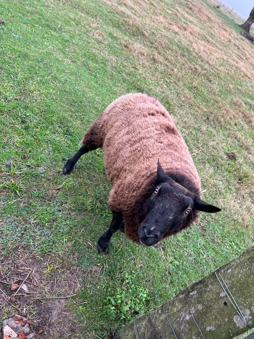 CARNEIRO TEXEL 
