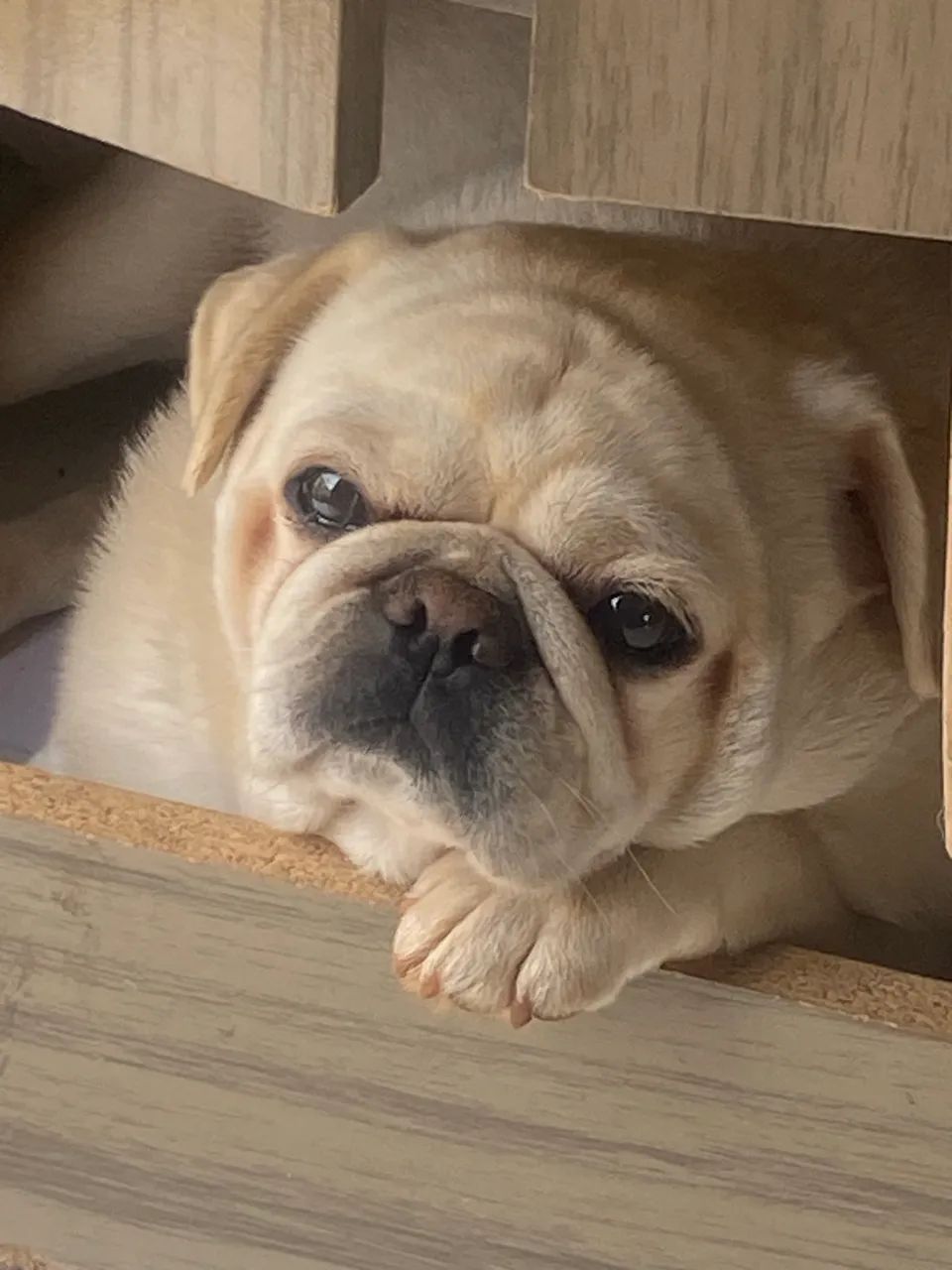 Pug Branco macho 