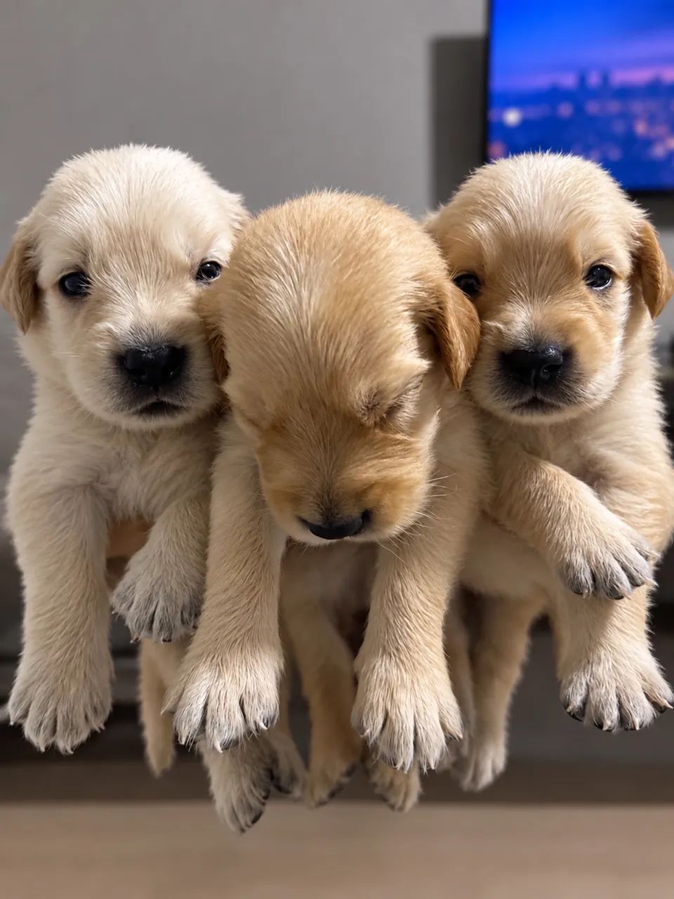 Golden retriever