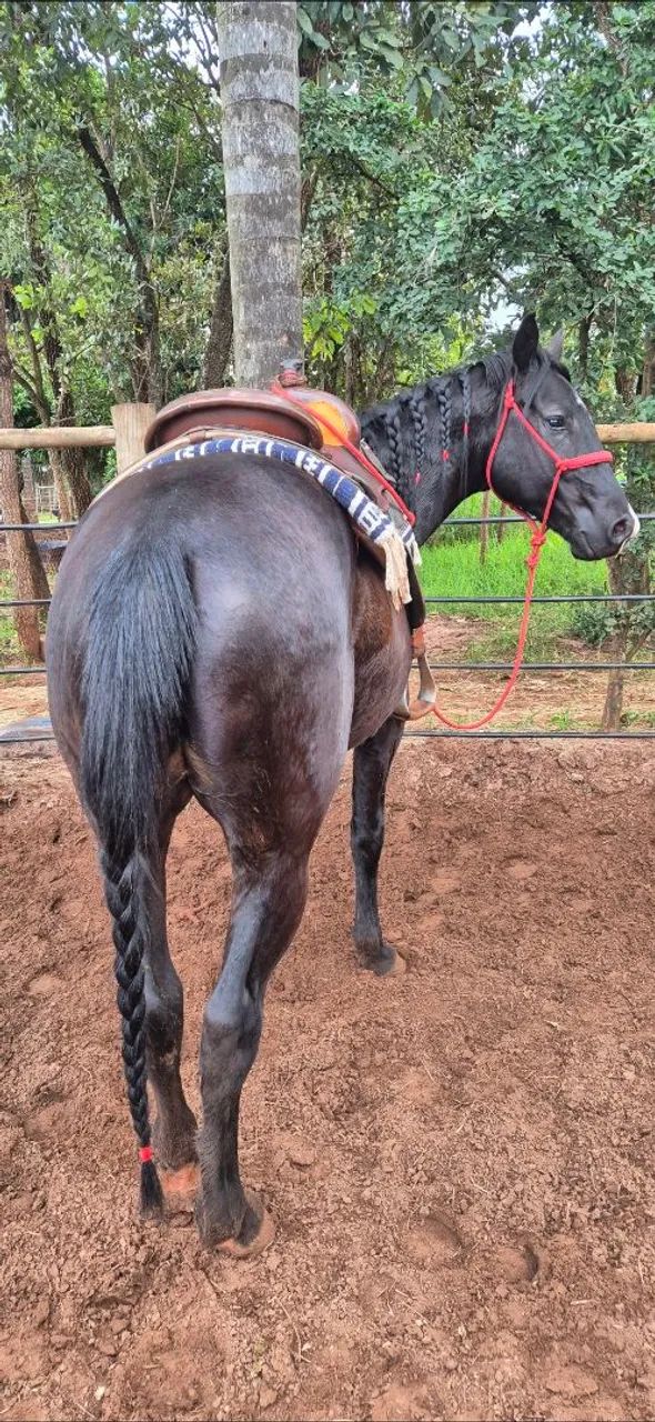 Cavalo Quarto de Milha