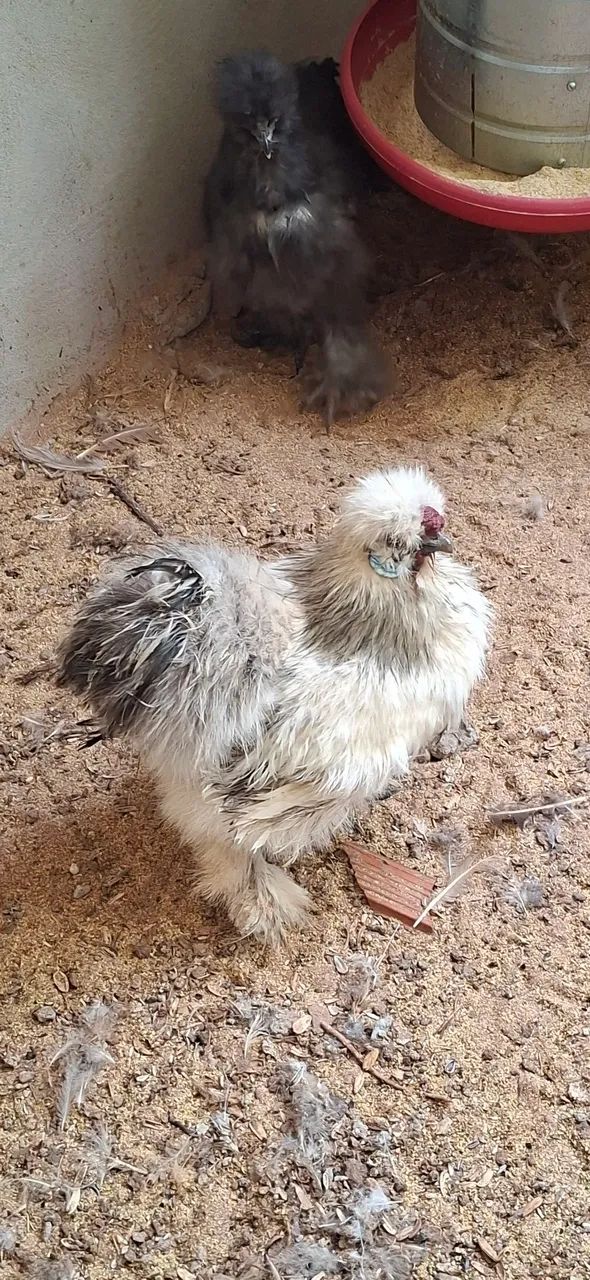 Pintinhos  Sedosa e Brahmam puros - Foto 4