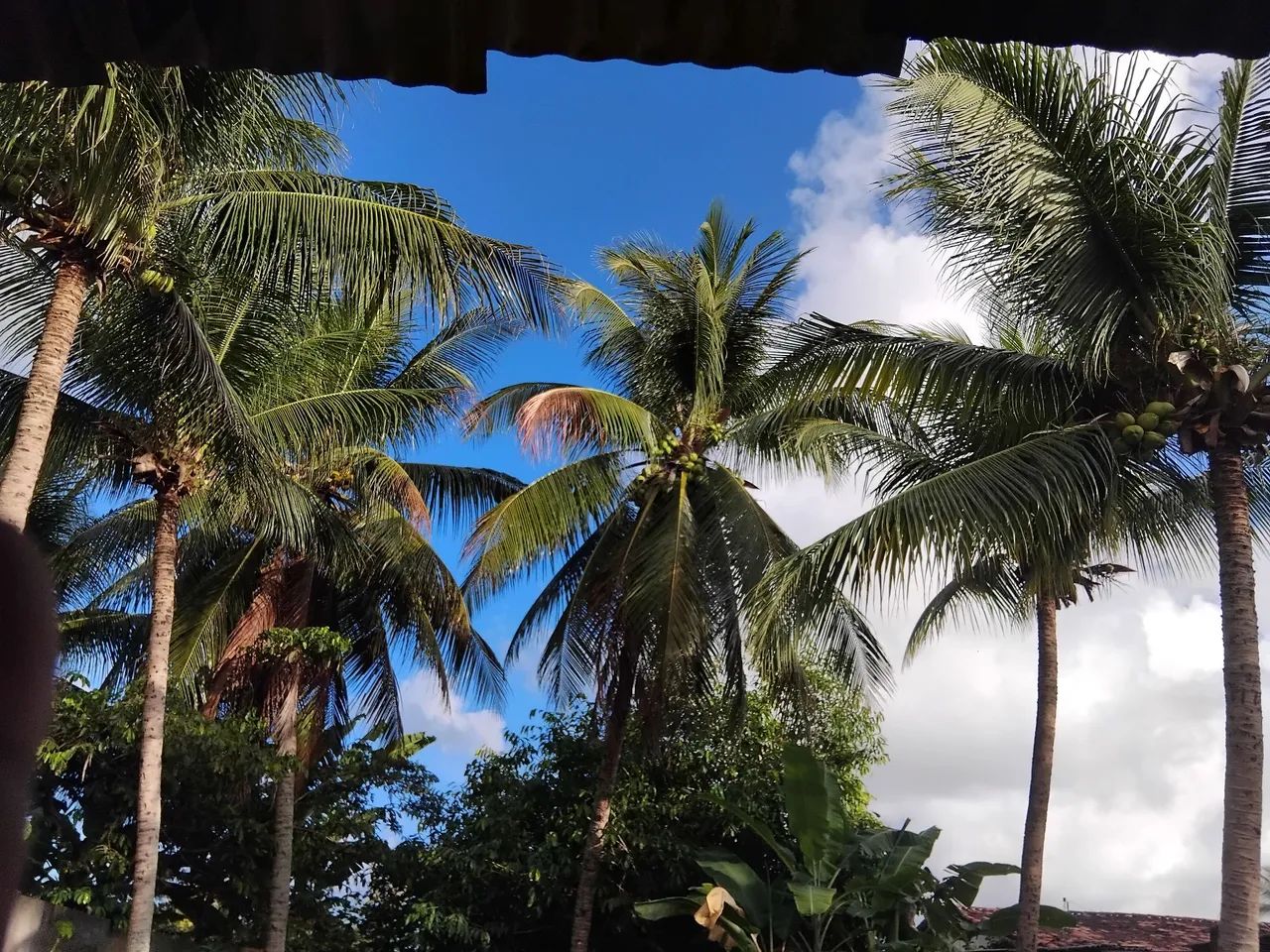 COCO VERDE E COCO SECO. - Foto 2