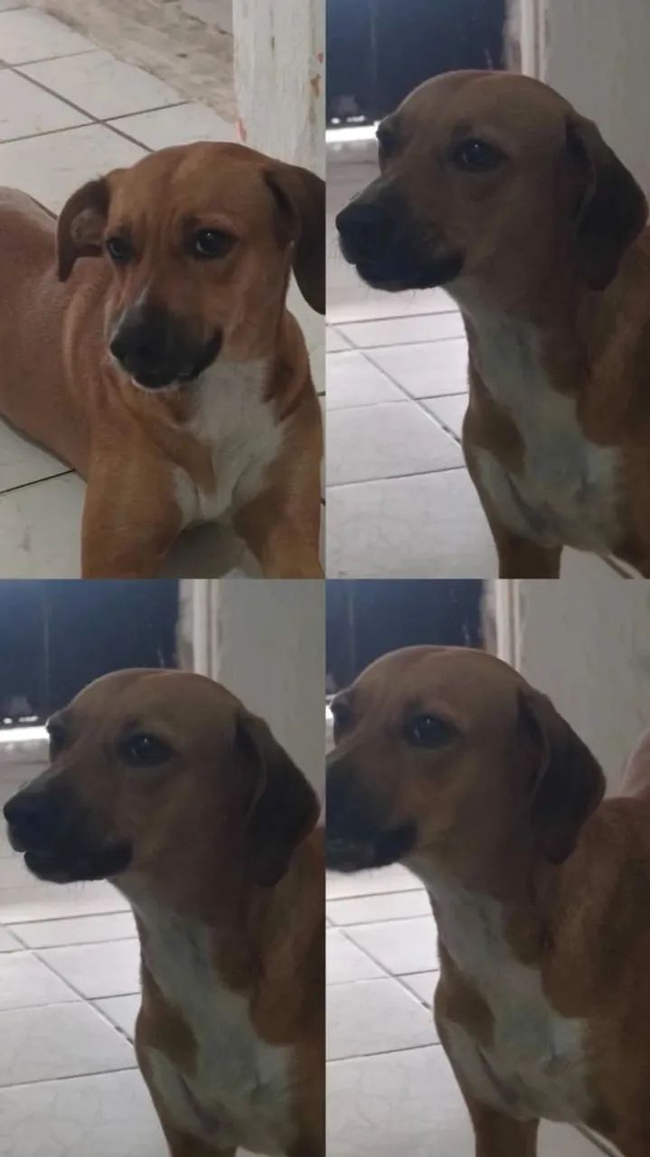 Doação de um cachorrinha  - Foto 3