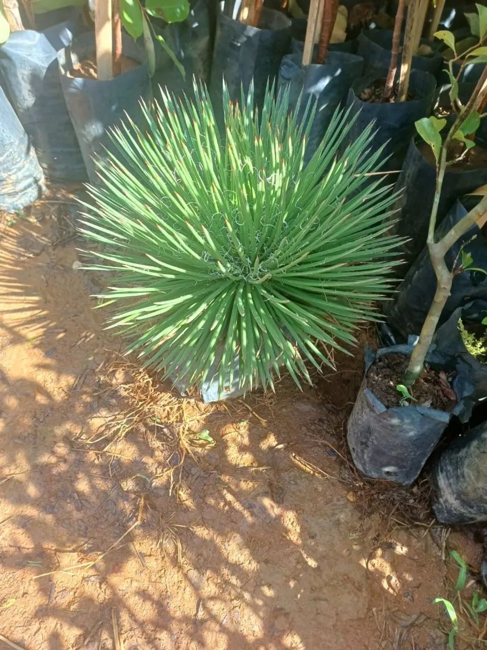 AGAVE PALITO  - Foto 2